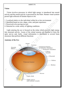 Anatomical Terminology