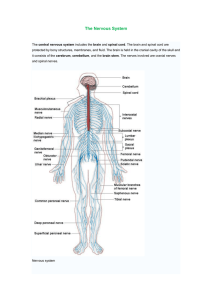 The Nervous System