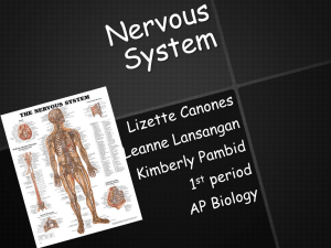 Nervous System