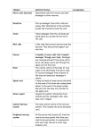 nervous-system-terms