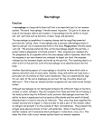 Macrophage Function