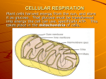 Cellular Respiration