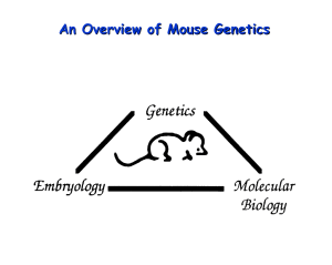 Mouse Genetics