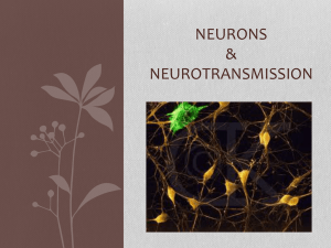 Neurons and Neurotransmission with Nerve slides