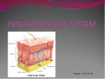 Integumentary system