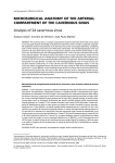 MICROSURGICAL ANATOMY OF THE ARTERIAL COMPARTMENT