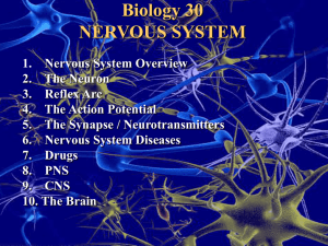 Nervous System powerpoint new