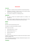 Brucellosis - Developing Anaesthesia