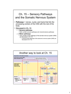 Ch. 15 – Sensory Pathways and the Somatic Nervous System