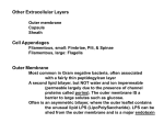 The outer membrane IS a barrier to large solutes such as glucose