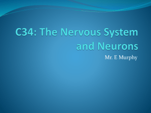 The Nervous System and Neurons