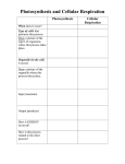 comparison of photo and cell respiration