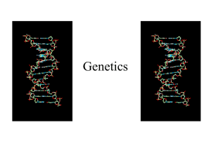 Genetics Lecture presentation