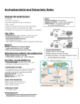 Archaebacterial and Eubacteria Notes