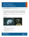 Freshwater Jellyfish Fact Sheet