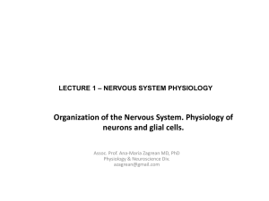 Organization of the Nervous system. Physiology of neurons and glial