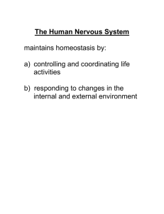 Structure of a Neuron