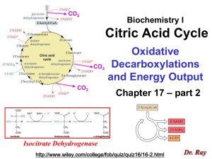 Citric Acid Cycle