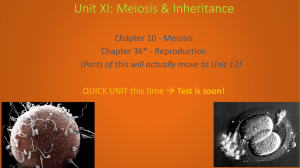 APDC Unit XI Meiosis