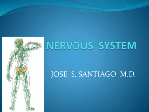 THE NERVOUS SYSTEM