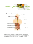 The digestive system can be divided into two main parts: the