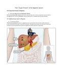 Liver - Gallbladder