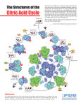 Citric Acid Cycle - Progetto e