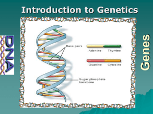 Biology_ch_11_genetics - Miami Beach Senior High School