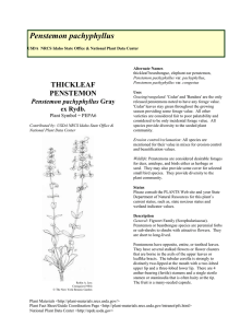 pachyphyllus - American Penstemon Society