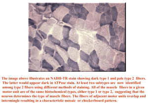 Integrative Spinal cord/Brain stem/Quiz 3