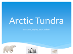 Arctic Tundra