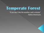 Temperate Forest