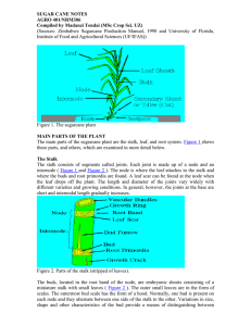 Fertilization in Sugarcane – Lecturer Madhanzi Tendai