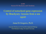 Control of notochord gene expression by Brachyury