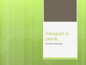 Transport in plants