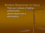 Bodies Response to Injury