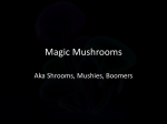 Magic mushrooms (L)