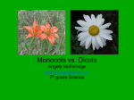 Monocots vs. Dicots