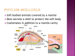 Phylum Mollusca