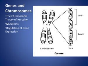 Genes and Chromosomes