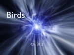 Birds