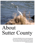 This great egret (Ardea alba) also known as a common egret, large