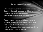 Action Potential revisited When a stimulus reaches threshold level