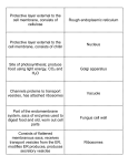 Protective layer external to the cell membrane, consists of cellulose