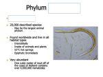 File - Invertebrate Zoology