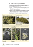 6. Life cycle and growth form - New Zealand Plant Conservation