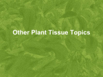 Other Tissue Culture Topics