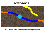 RNA polymerase