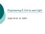 Engineering E.Coli to see Light