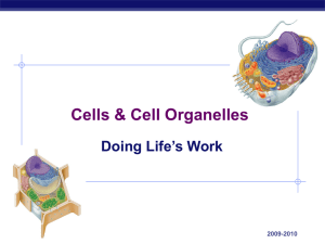 Tour of Cell Organelles